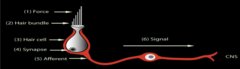 <p>Shifts hard to L</p><p>Kinocilium → stereocilia</p><p>________________________</p>