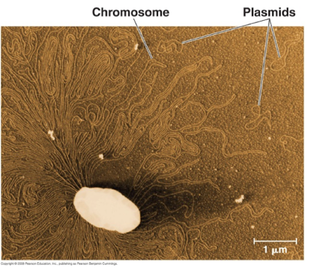 <p>Method 2 : Fluorescent Fusion Proteins - Plasmids</p>