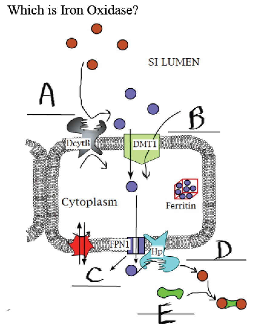 <p>Which is iron oxidase?</p>