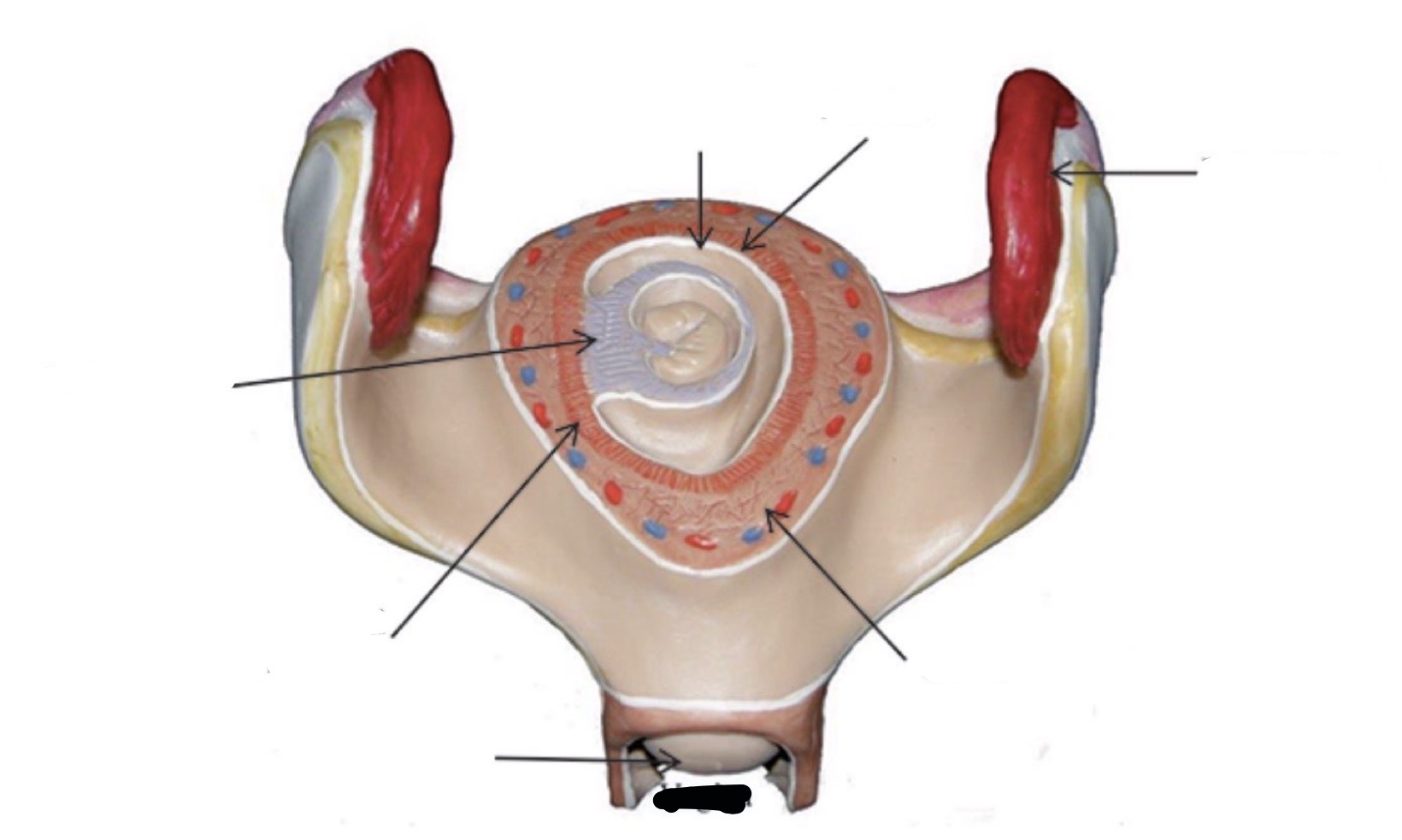 term image
