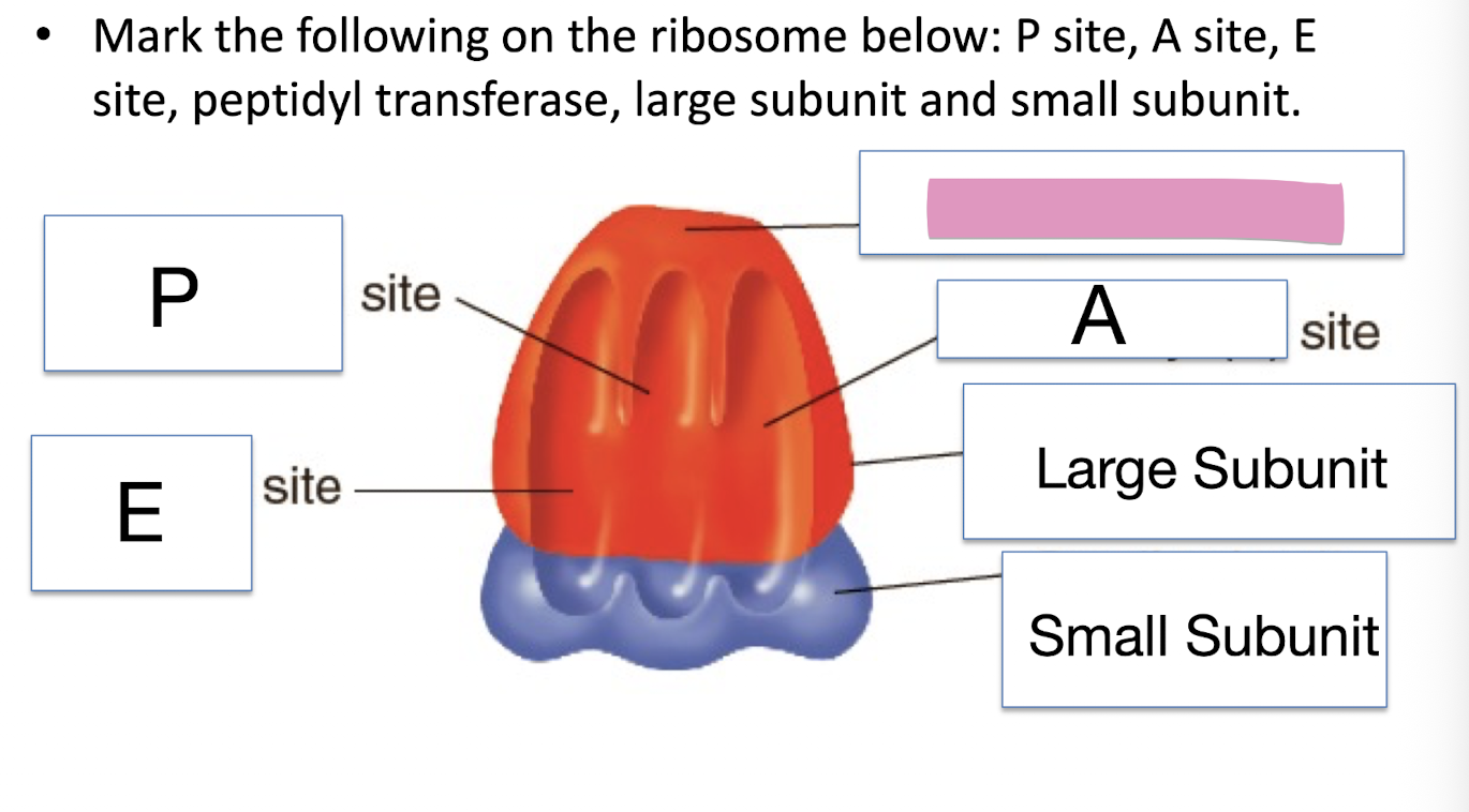 <p>Mark the following on the ribosome below: P site, A site, E site, peptidyl transferase, large subunit and small subunit</p>