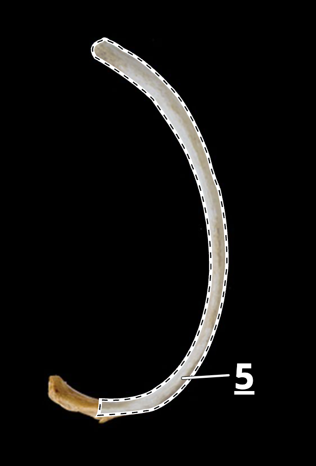 <p>5</p>