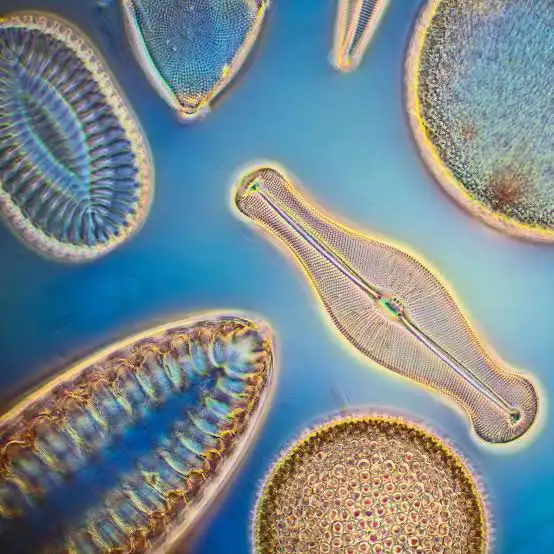 <ul><li><p>Microscopic, single-celled algae found in nearly all aquatic habitats</p></li><li><p>In the group Stramenopiles</p></li><li><p>Look like glass seashells</p></li></ul><p></p>