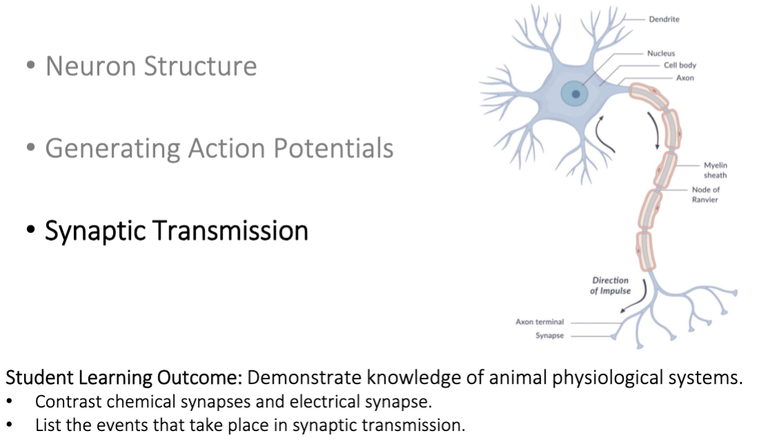<p>1) electrical; 2) chemical; 3) neurotransmitters</p>