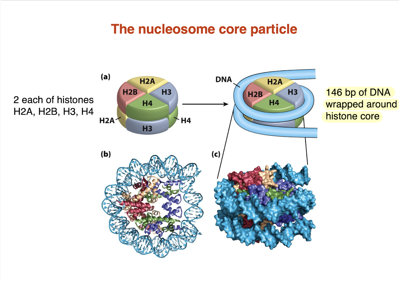 <ul><li><p>Core made of <strong>8 histone proteins (histone octamer):</strong></p><ul><li><p><strong>2 × H2A, 2 × H2B, 2 × H3, 2 × H4</strong></p></li></ul></li><li><p>~<strong>146 bp of DNA</strong> wrapped around the histone core</p></li><li><p>DNA wraps ~<strong>1.7 turns </strong></p></li><li><p><strong>146 bp of DNA wrapped around histone care </strong></p></li></ul><p>→ Fundamental unit of <strong>chromatin structure and DNA packaging</strong></p><p></p><p><strong>essentially nucleosome core particle is just DNA or 146 bp wrapped around a histone protein</strong></p>