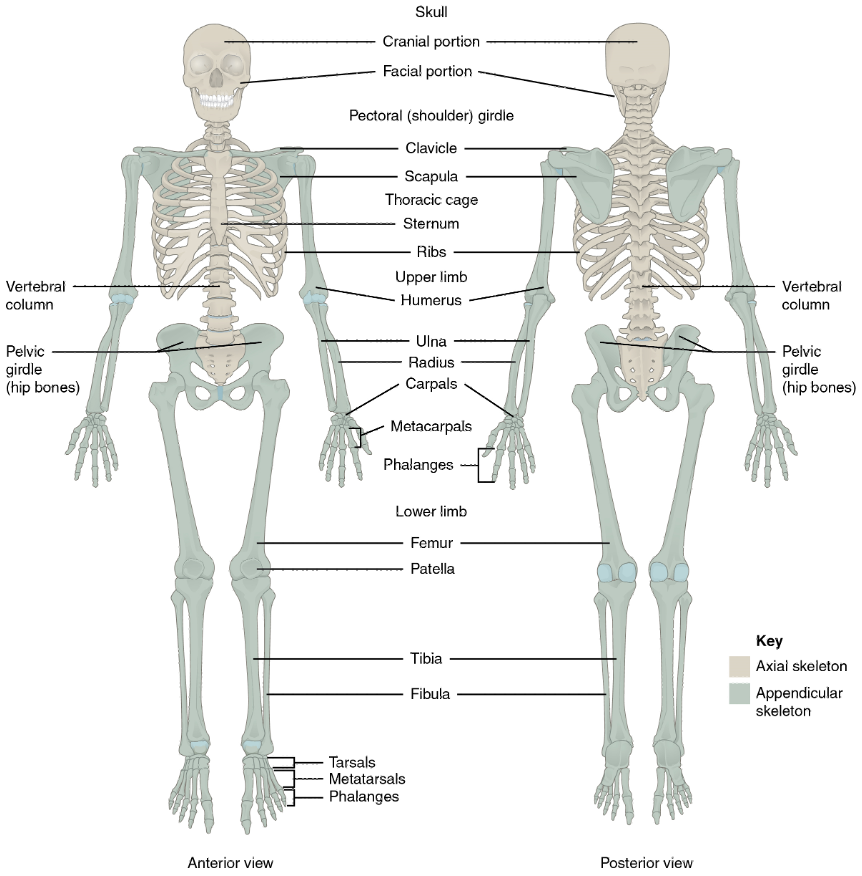 <p>Skeletal System: </p>