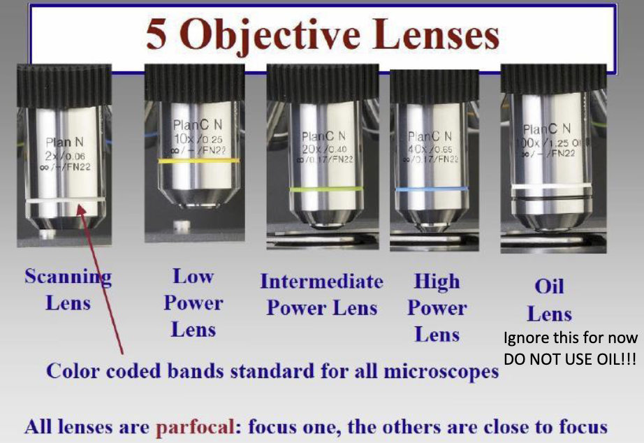 <p>You do <strong>not have to completely refocus</strong> the specimen every time you change objective lenses</p>