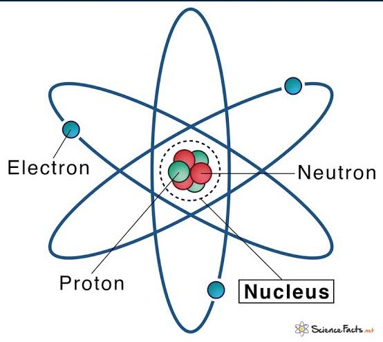 <p>nucleus</p>