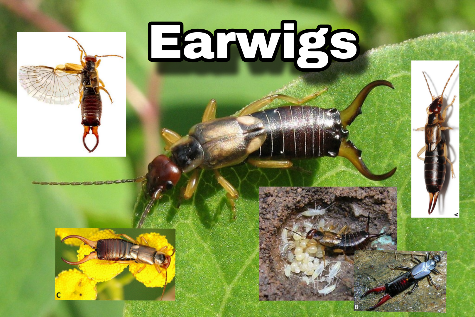 <p>Earwigs</p>