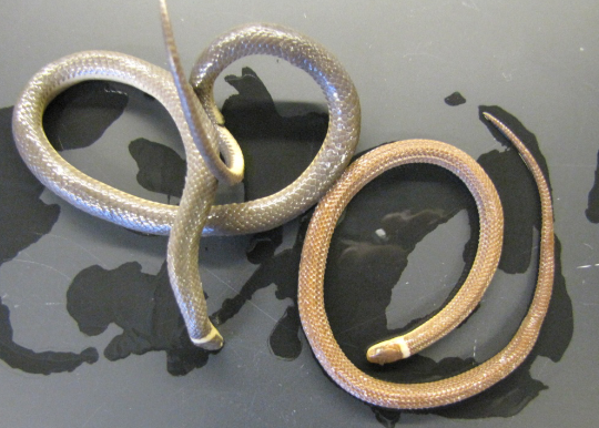 <p>Common name, Family, Scientific Name?</p>