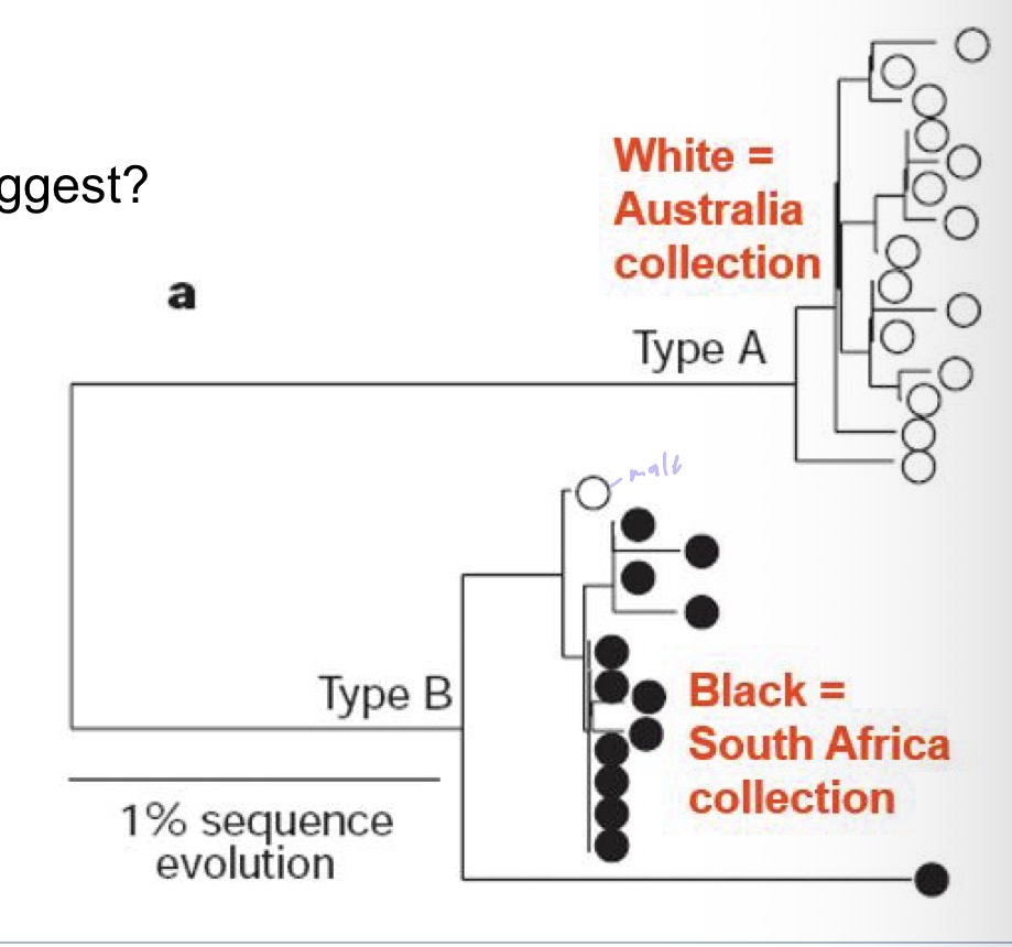 <p>Paper about white sharks in Australia &amp; South Africa mtDNA</p><p>What does the data suggest </p>