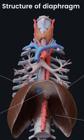 <p>Diaphragm* **(Deep muscles of the thorax 3 of 3):</p><p>What is OIAS<span style="color: rgb(250, 0, 0);">A</span>?</p>