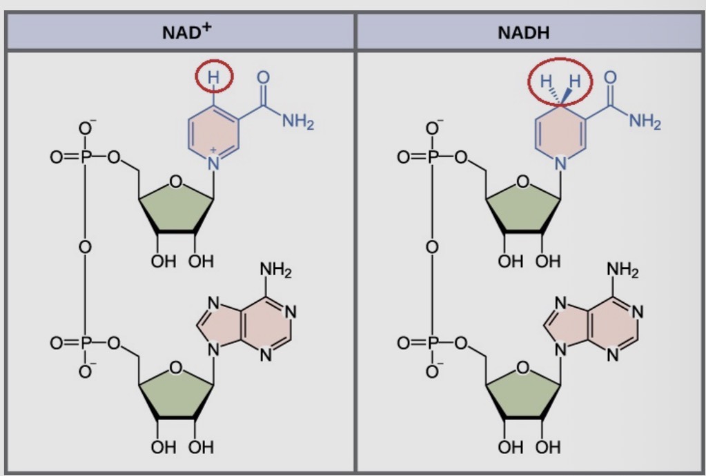 <p>NAD+ has one hydrogen while NADH has 2</p>