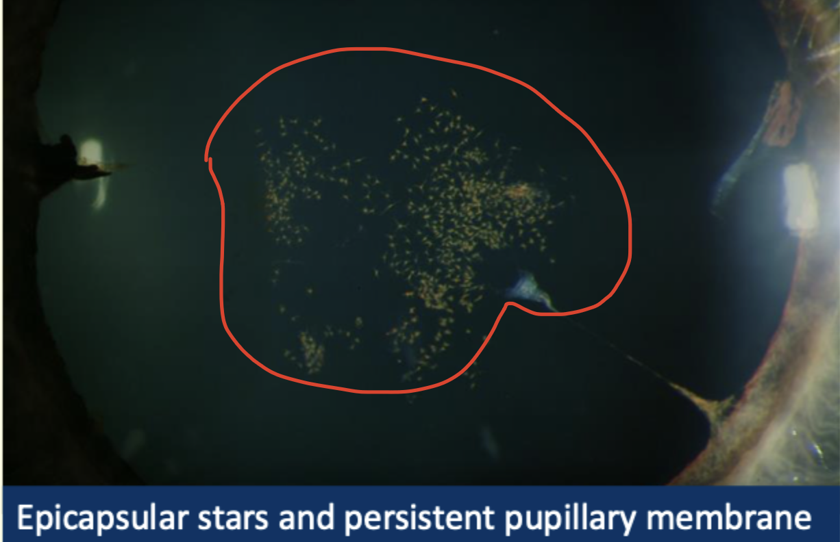 <p>describe and diagnose </p>