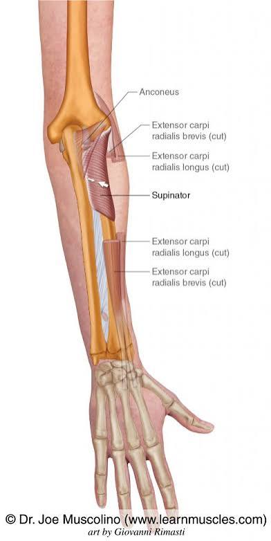 <p>Supinator</p>