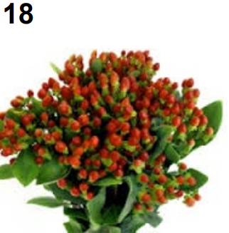 <p>Hypericum</p>