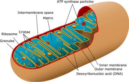 <p>Mitochondria</p>