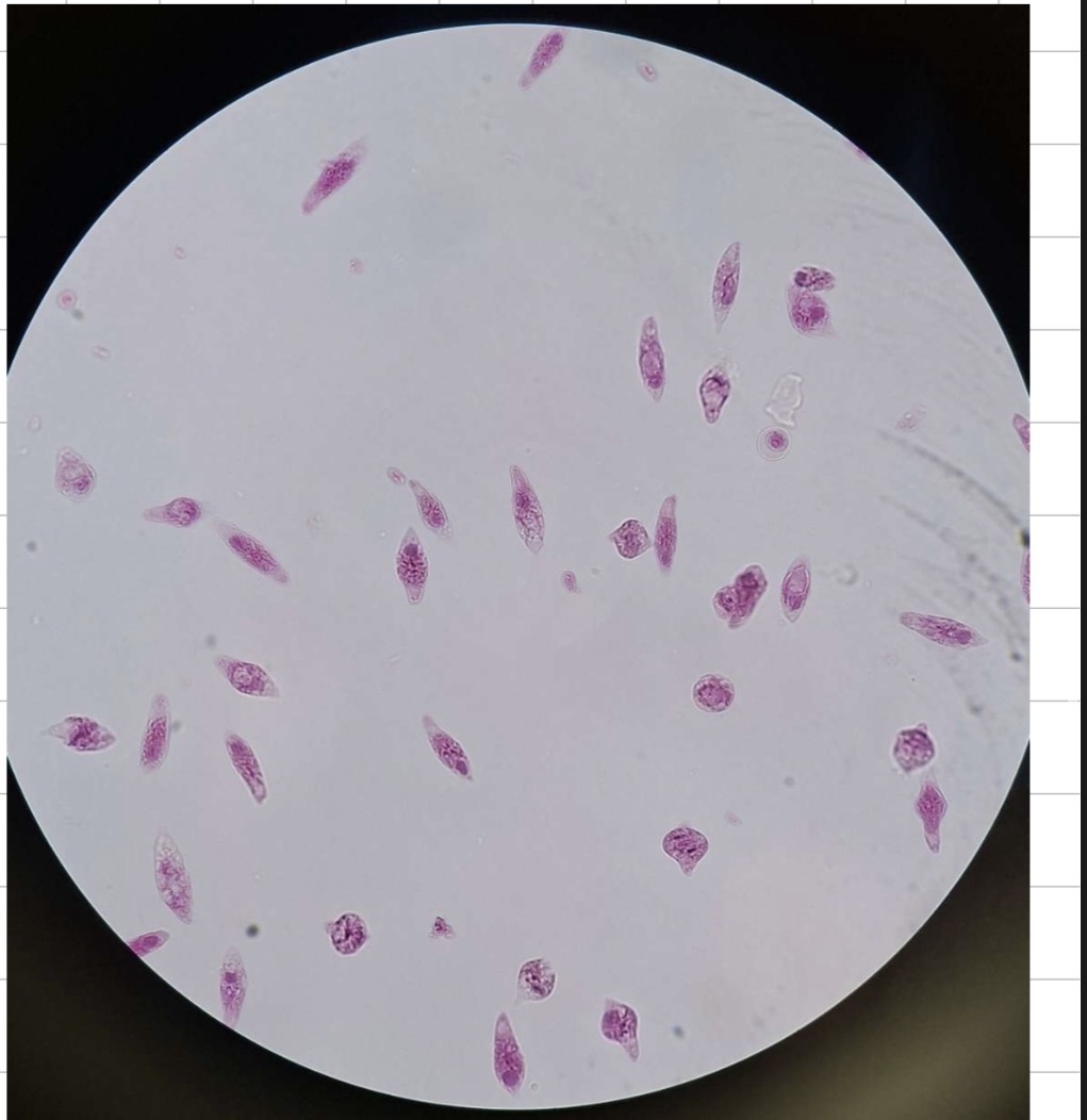 <p>Orginizacijski tip Deblo rod slikca</p>