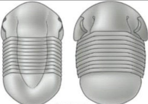 <p>Streamline for burrowing or floating</p>