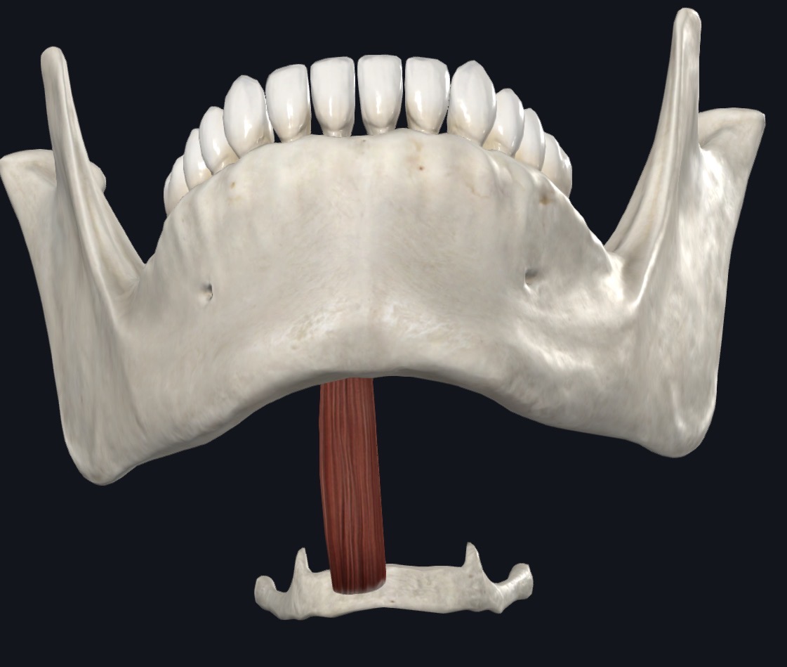 <p>Geniohyoid Nerve</p>