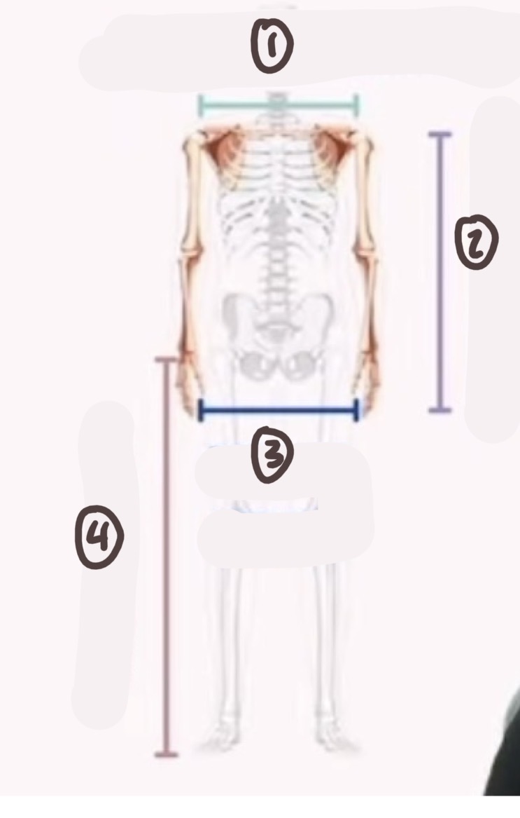 <p>name the bone and what skeleton it is a part of </p><p>1</p>