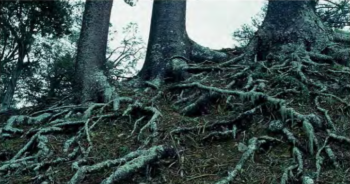 <p>one subdivision of competition</p><p>indirect interactions</p><p>affect others from accessing resources by consuming the resources first</p><p>e.g. roots crowding out other roots; faster-growing roots get more water</p><p>e.g. plants growing for sunlight; plants below get little sunlight</p>