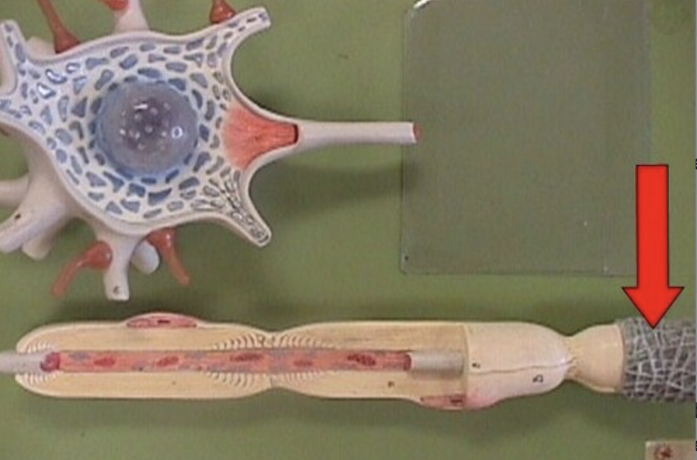 <p>loose connective tissue layer that electrically insulates axons; located external to myelin sheath in myelinated axons</p>
