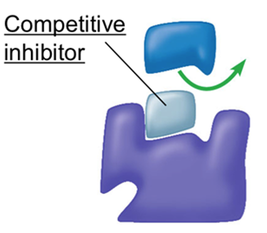<p><span>A competitive inhibitor is a molecule that competes with the substrate for binding to the enzyme’s active site.</span></p><p><span>As its shape is complementary to the active site, it binds <strong>temporarily</strong> to the active site, preventing an enzyme-substrate complex from forming. </span></p>