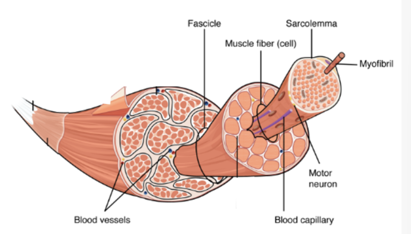 <p>Whole muscle (e.g. biceps brachii) surrounded by epimysium (connective tissue) → Muscle fascicles - bundles within the whole muscle surrounded by perimysium (connective tissue) → Muscle fibres (Myocytes) - muscle cells enclosed by sarcolemma and surrounded by endomysium (connective tissue). </p>