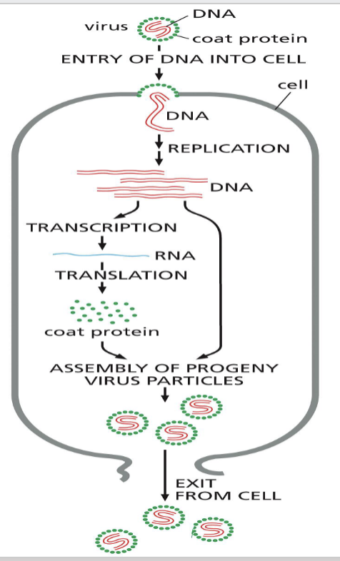 <p>once bacteria have been infected with viruses:</p><ol><li><p>viral DNA is transcribed and viral proteins are made</p></li><li><p>viral DNA is also copied by DNA polymerase and viruses are multiplied, propagating the infection</p></li></ol><p></p>