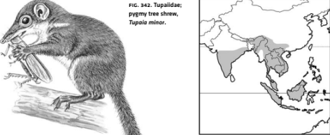 <p>Infraclass Eutheria</p><p>Order Scandentia</p><p>tree shrews</p><p>Squirrel-like; bushy tail, large</p><p>pinnae, but note shrew-like</p><p>rostrum</p>