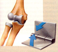 <p>freely movable joint </p><p>articular cartilage + synovial membrane + joint capsule</p>