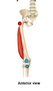 <p>What is are the red areas referring to? are they an origin/insertion, for what muscle?</p>