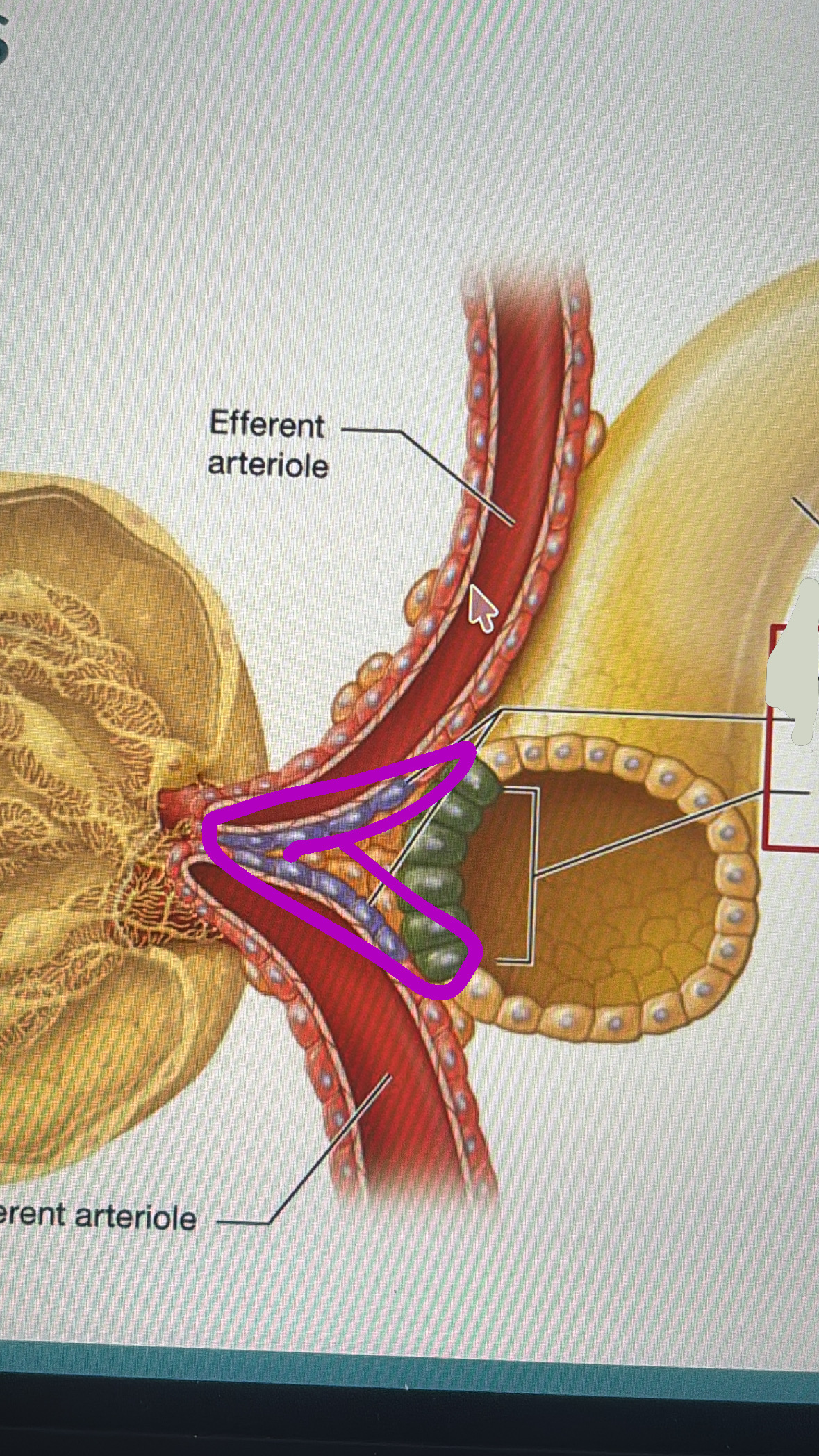 <p>juxtaglomerular apparatus</p>