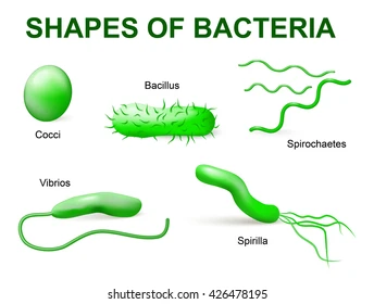 <ul><li><p>Cocci (spherical)</p></li><li><p>Bacilli / Rods (oblong)</p></li><li><p>Spirillium (Spiral)</p></li><li><p>Spirochete (spiral/corkscrew)</p></li><li><p>Vibrio (comma-shaped)</p></li></ul><p></p>