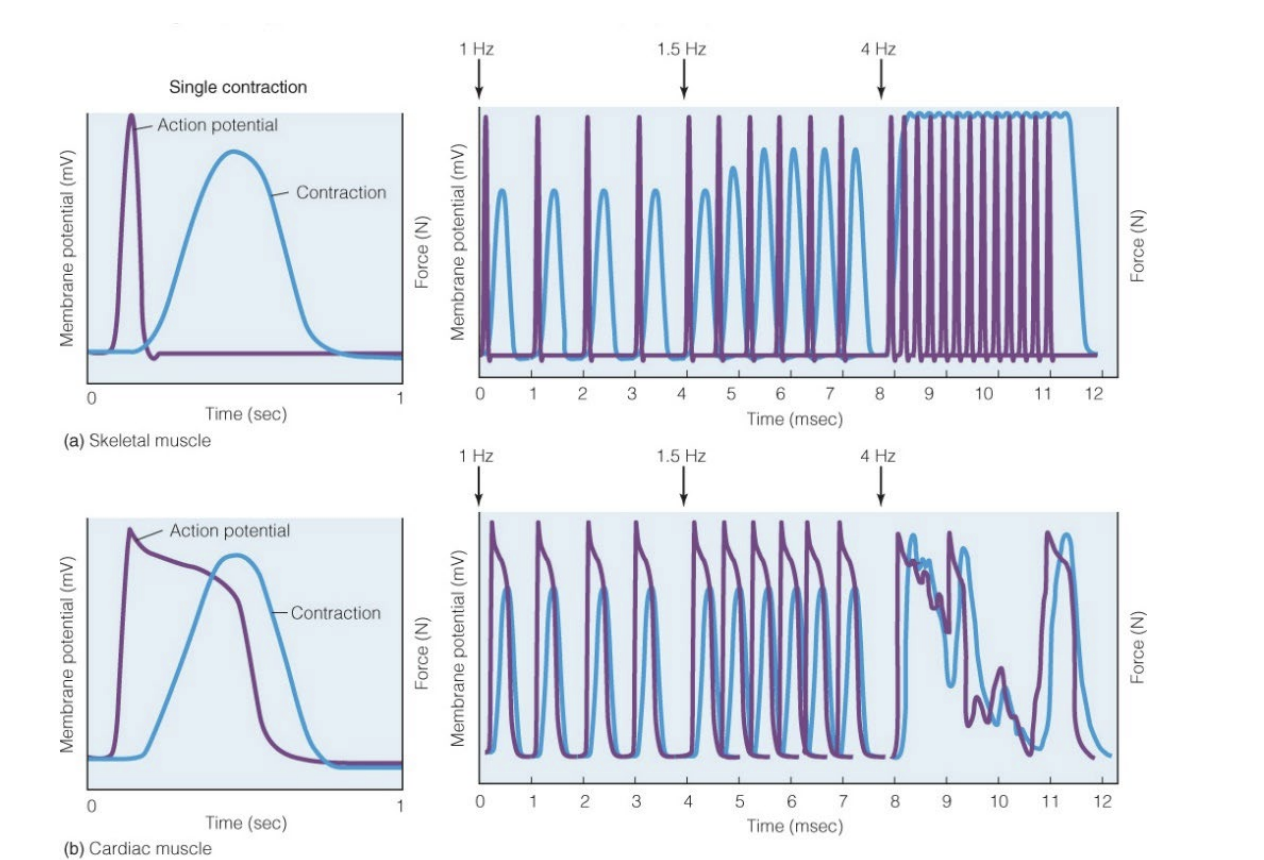<ul><li><p>High frequency stimulation causes arrhythmic cardiac muscle contractions</p></li><li><p>Heart muscles CANNOT stay in tetanus</p><ul><li><p>If heart cannot relax, it cannot fill with blood and cause a contraction to send blood out</p></li></ul></li><li><p>Thus : RyR channel is not connected to DHPR channel / L-Type channel </p></li></ul><p></p>