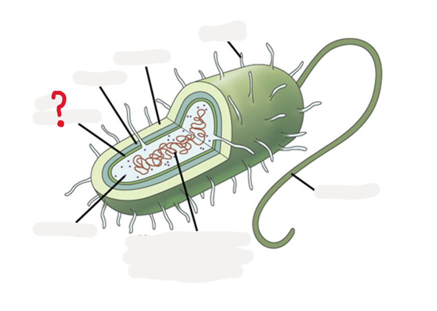 <p>What is this part of the Bacteria?</p>