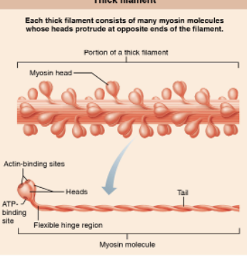 <p>Thick Filaments (Myosin)</p>