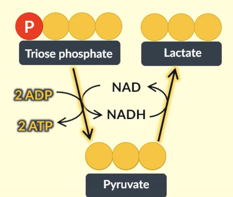 <p>first stage is glycolosis in the cytoplasm </p><p>pyruvate is reduced as a molecule of NADH donates a H (NADH gets oxidised), so pyruvate is converted into lactate </p><p>the NADH used is the same one produced from glycolysis </p>
