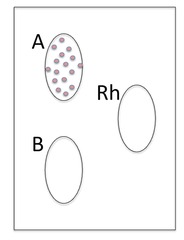 <p>what is this blood type?</p>