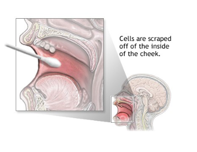 <p>You scrape the cells off the inside of the cheek.</p>