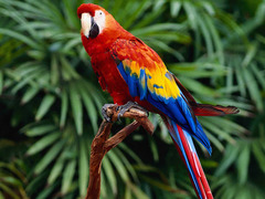 <p>A colorful talking bird that can copy words is a _____.</p>