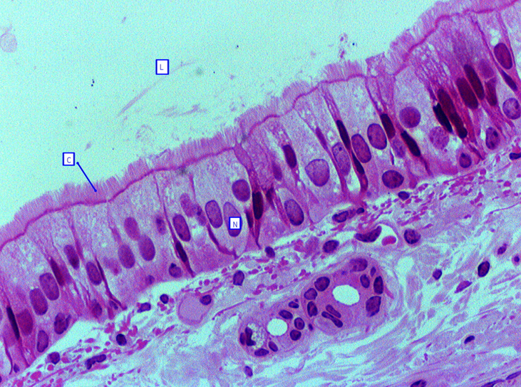 <ul><li><p>Made up of cells with cilia sometimes shaped like cubes and the tissue is called cuboidal ciliated epithelia</p></li><li><p>Cell tall and narrow, referred to as columnar ciliated epithelia</p></li><li><p>Cilia beat rhythmically to move mucus/ zygote</p></li><li><p>Found in lining of oviducts and bronchioles of the lungs</p></li></ul><p></p>