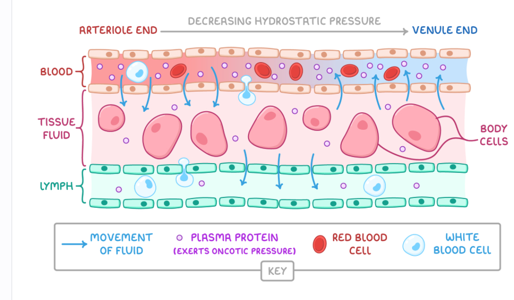 <p>Formed from tissue fluid </p><p>Some tissue fluid doesn’t re enter capillaries from tissue fluid </p><p>This fluid drains lymph vessels forming lymph </p><p>Lymph is transported through lymph vessels by muscles contractions </p><p>It passes through lymph nodes to filter pathogens </p><p>Lymph returned to blood </p>