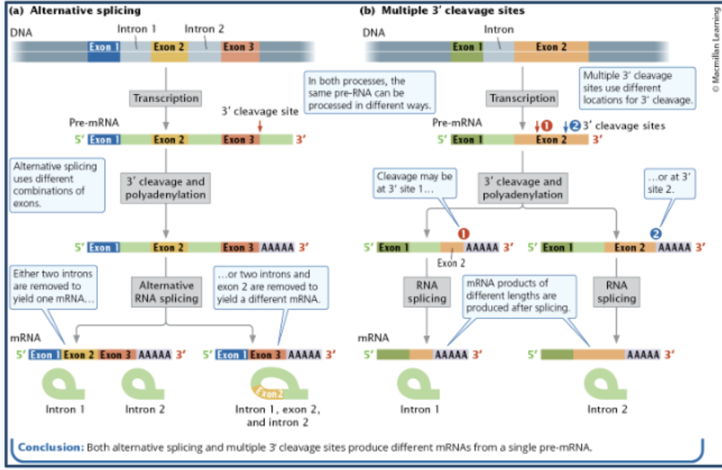 <p>alternative splicing</p>