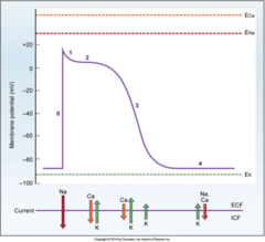 <p>what is occurring in number 2 of the cardiac muscle AP</p>