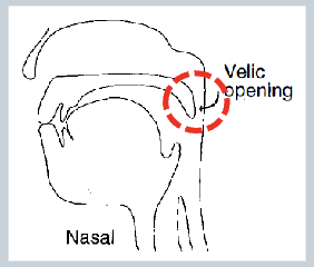 <ul><li><p>Sounds /m n ŋ/ are called nasals or nasal stops. All nasals in english are voiced.</p></li><li><p>When <strong>velum is lowere</strong>d, it <strong>allows</strong> the <strong>air to pass through the nasal </strong>passages, producing that is nasal.</p></li></ul><p></p>