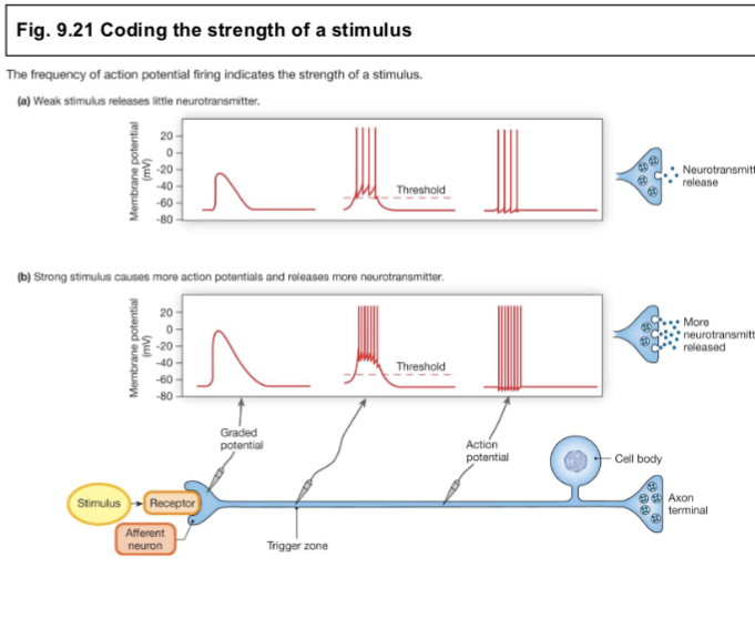 <p><span>Stronger Stimuli Release More Neurotransmitter</span></p>