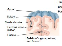 <p>Deeper grooves in the cerebral cortex</p>