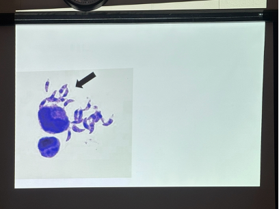 <p>What is this organism?</p>